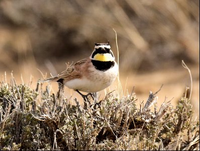 Horned Lark at Seedskadee National Wildlife Refuge