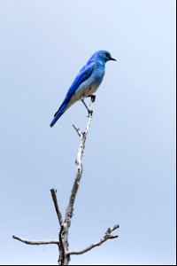 Mountain bludbird (Sialia currucoides) perched on a snag