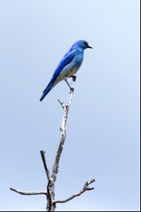 Mountain bludbird (Sialia currucoides) perched on a snag photo