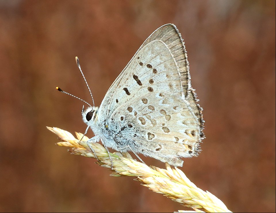 COPPER, EDITH'S (Lycaena editha) (09-02-2022) 4500 ft, grizzly buck prairie nordic park 2, jackson co, or -01