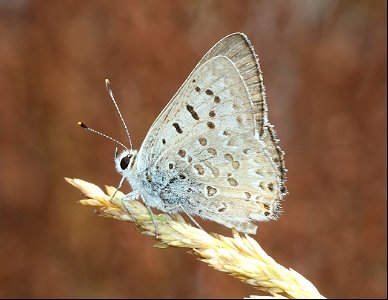 COPPER, EDITH'S (Lycaena editha) (09-02-2022) 4500 ft, grizzly buck prairie nordic park 2, jackson co, or -01
