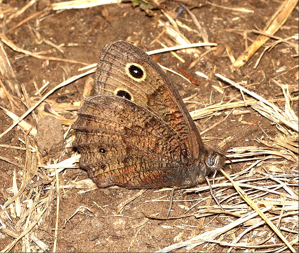 WOOD-NYMPH, COMMON (Cercyonis pegala) (07-31-2022) 5350 ft, hobart bluff trailhead, jackson co, or -01 -01