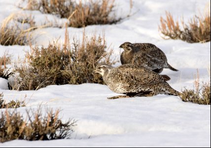 Greater sage-grouse on Seedskadee National Wildlife Refuge
