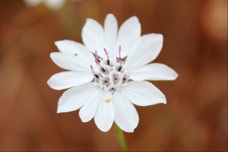 blepharipappus_scaberjpg_49385553746_o