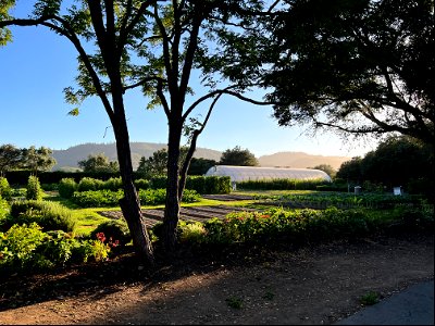 French Laundry Garden photo