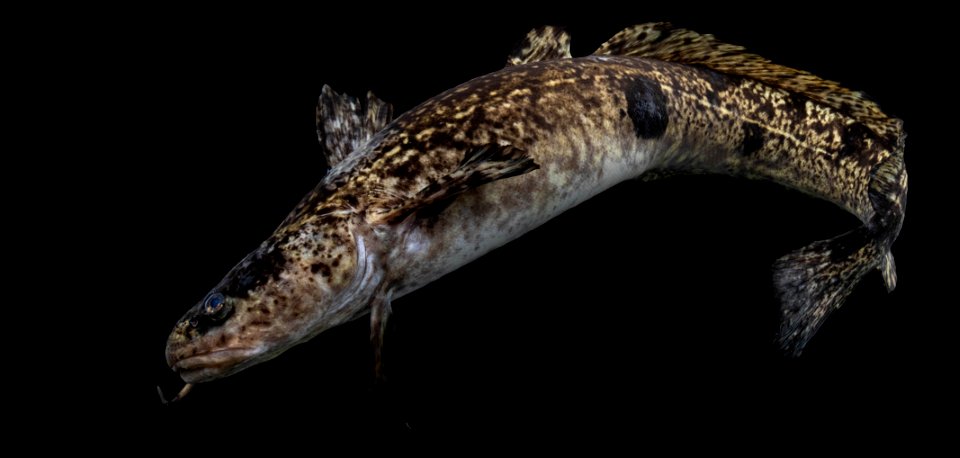 Burbot (Lota lota)