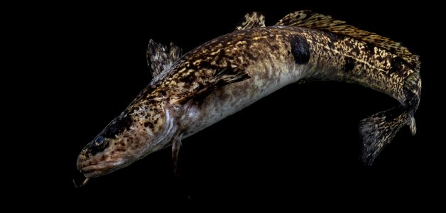 Burbot (Lota lota) photo