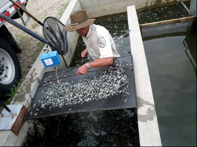Harvesting Walleye at Garrison Dam National Fish Hatchery photo