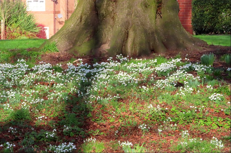 Winterley Snowdrops
