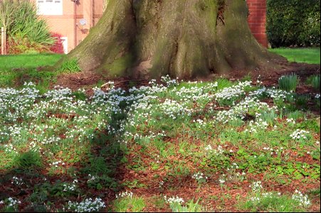 Winterley Snowdrops photo