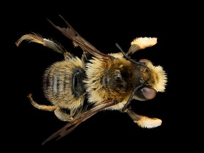 Megachile willughbiella, m, back, Wilde, Netherlands_2022-03-31-17.10.11 ZS PMax UDR copy