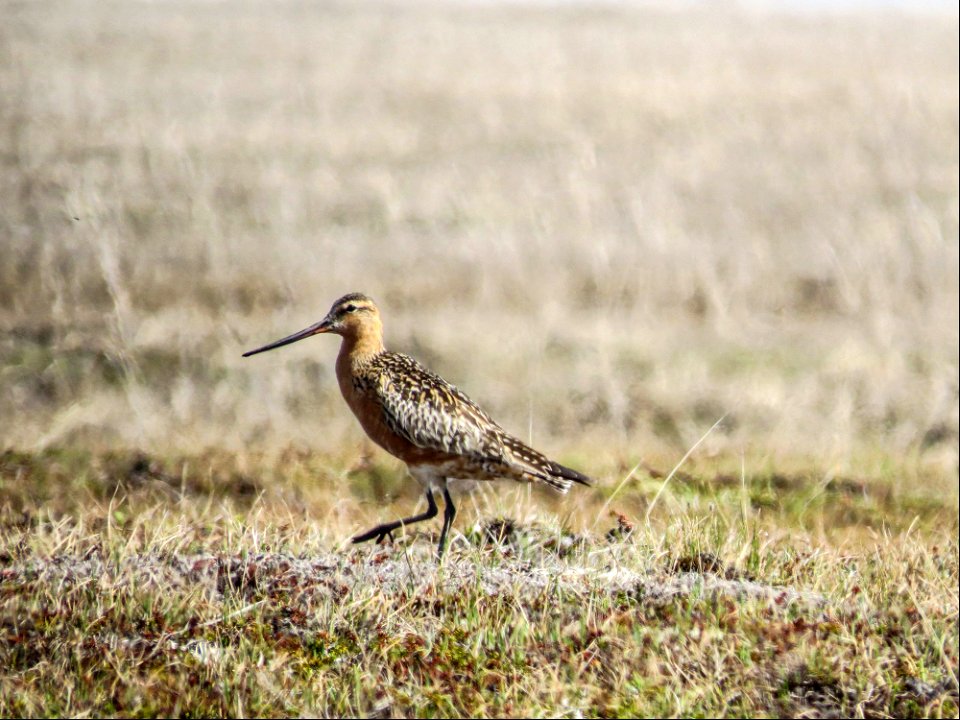 Bar-tailed Godwit