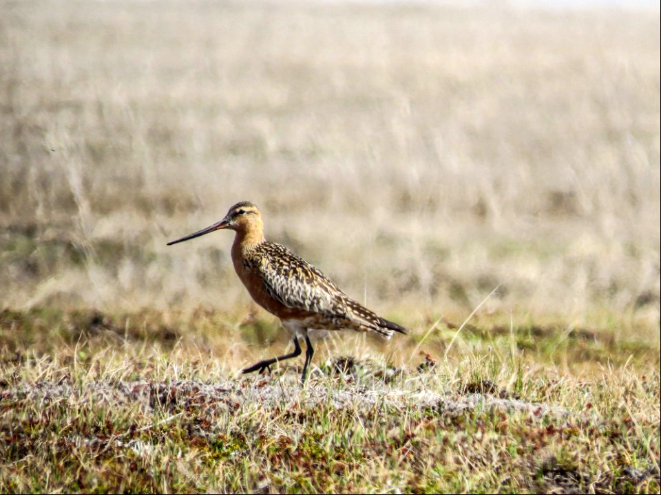 Bar-tailed Godwit photo