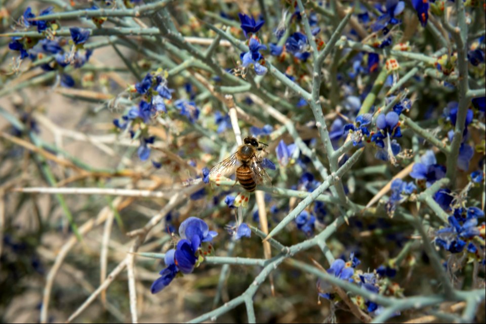 Bee on a smoke tree (Cotinus coggyria) photo