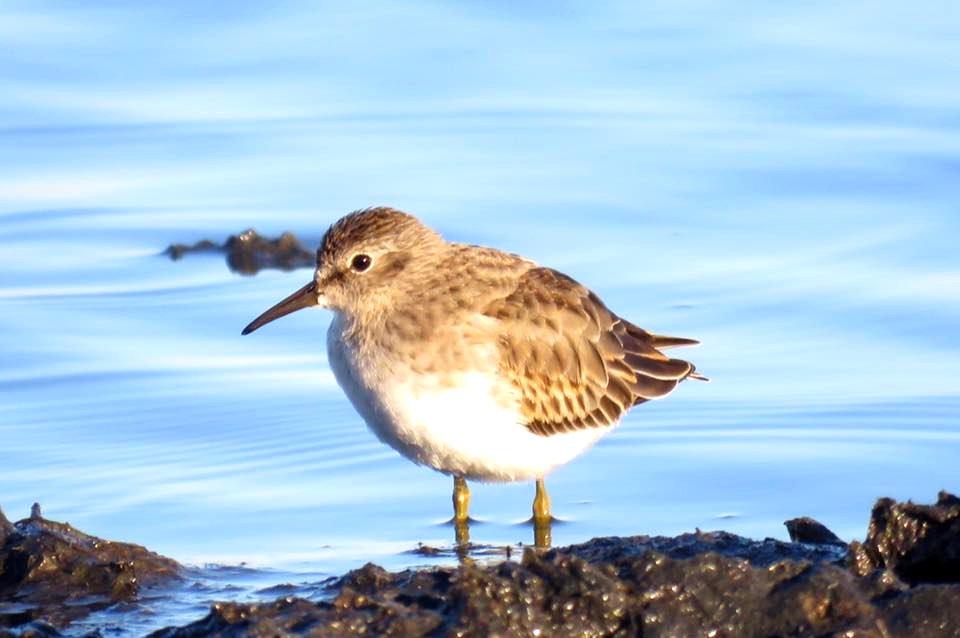 Least Sandpiper at Morris Wetland Management District in Minnesota