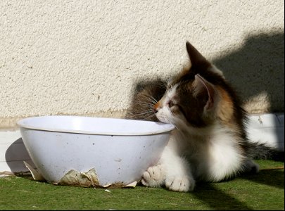 independent-cats_2017_0624_082752