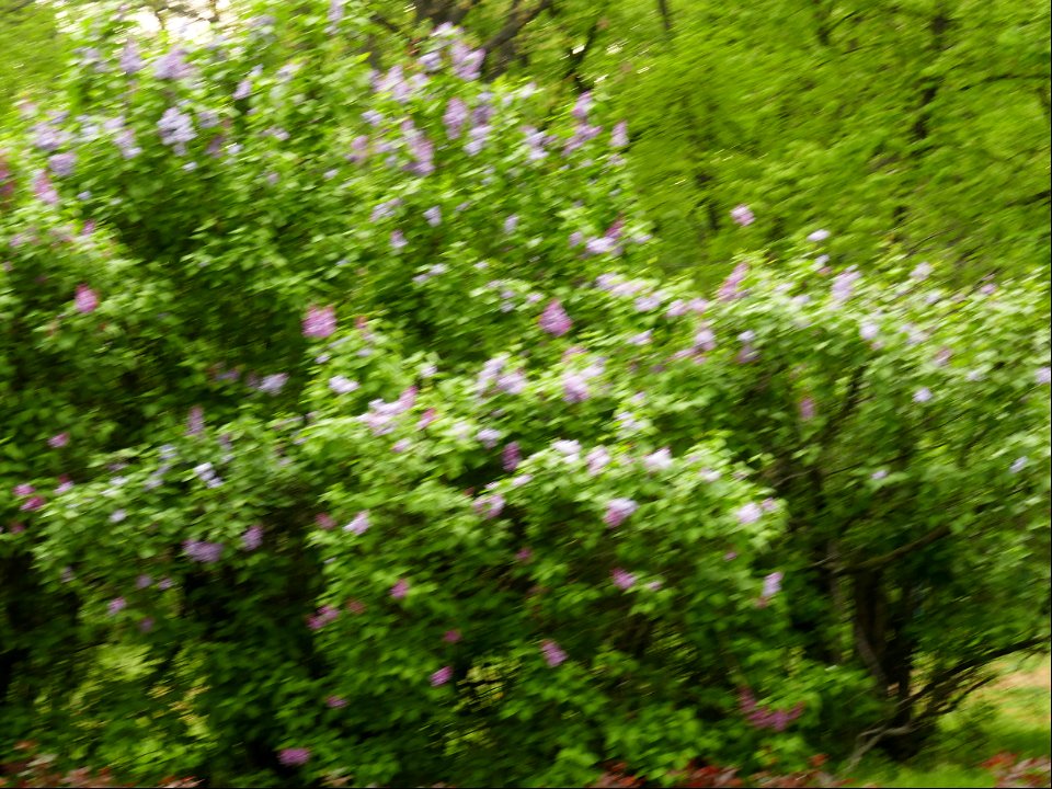 Herestrau Park in spring (4)