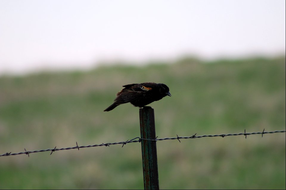 Red-Winged Blackbird Lake Andes Wetland Management District South Dakota