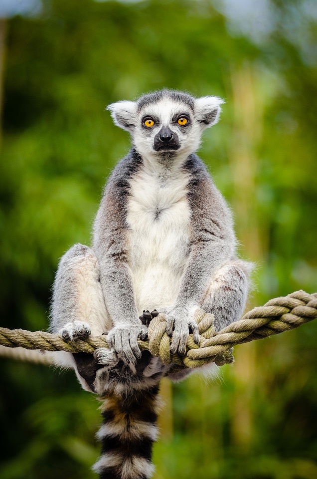 Ring-tailed lemur sitting on a tree