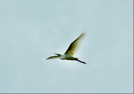 Egret
