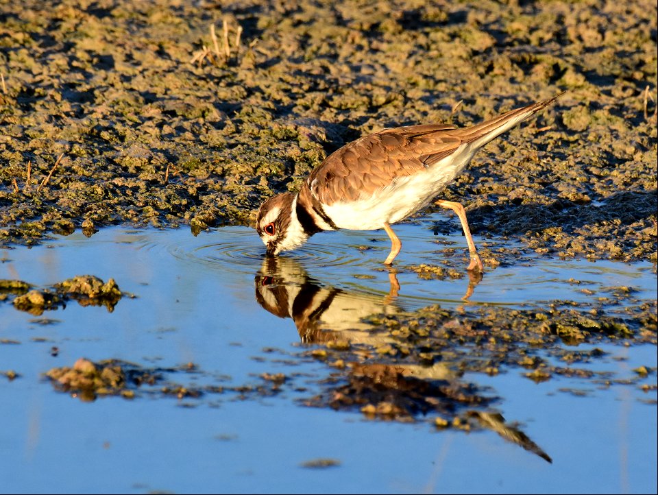 Killdeer at Seedskadee National Wildlife Refuge