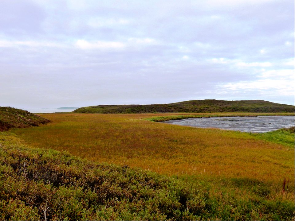 Fall colors at Izembek