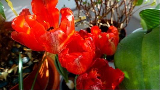 tulips_lalele-2023_0225_110356