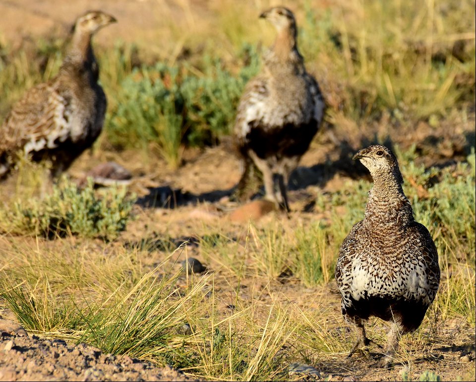 Greater sage-grouse at Seedskadee National Wildlife Refuge