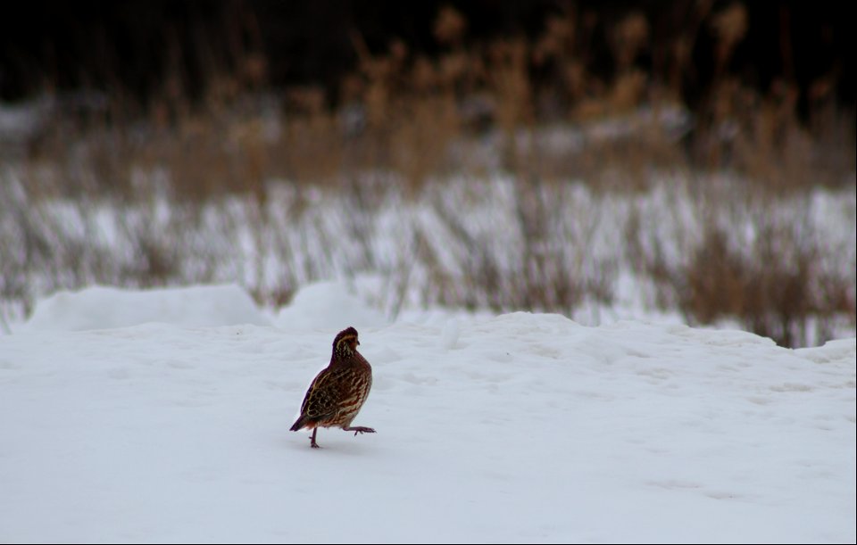 Bob-white quail on Karl E. Mundt NWR