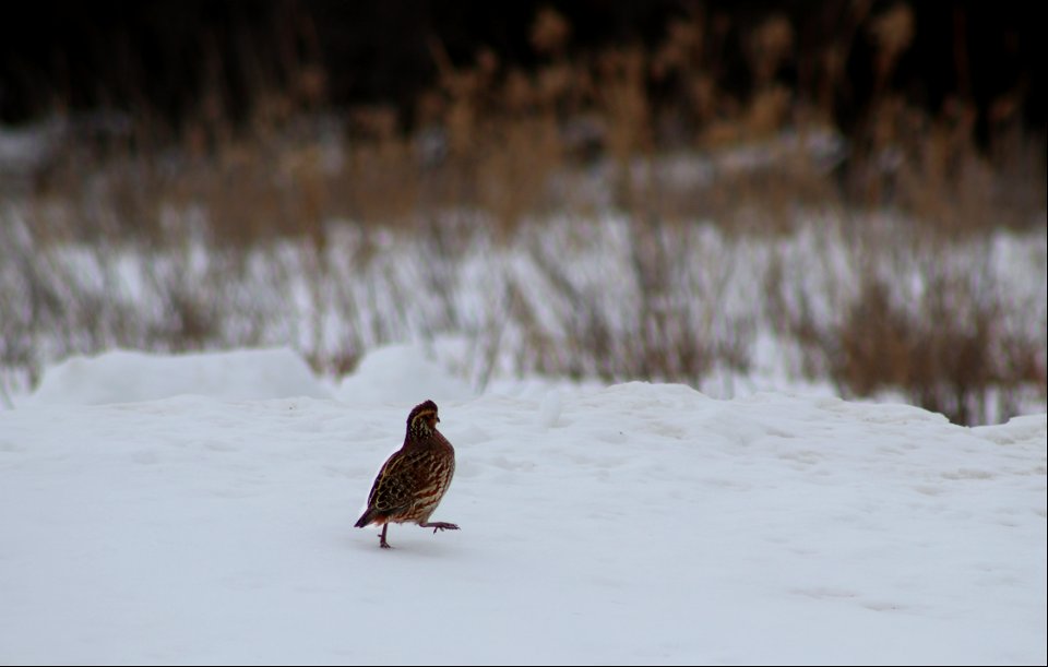 Bob-white quail on Karl E. Mundt NWR photo