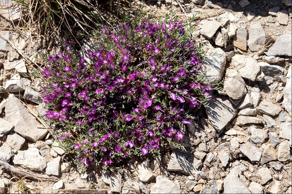 Astragalus wittmannii