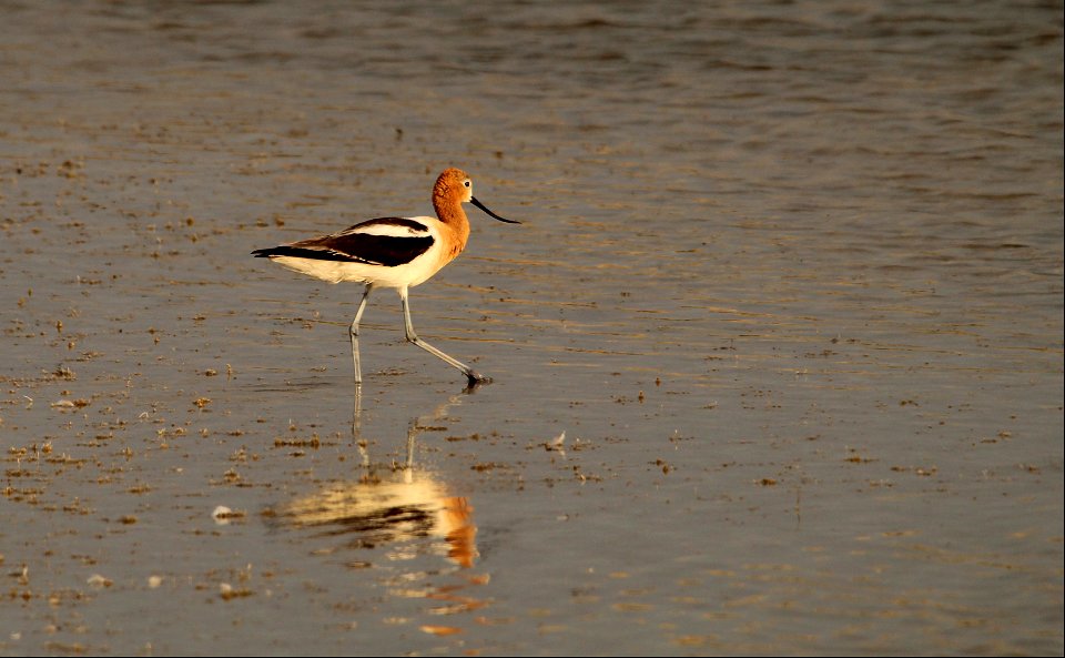 American Avocet Fish Springs National Wildlife Refuge