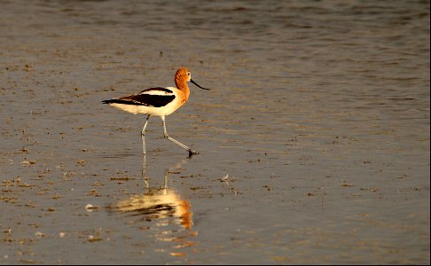 American Avocet Fish Springs National Wildlife Refuge