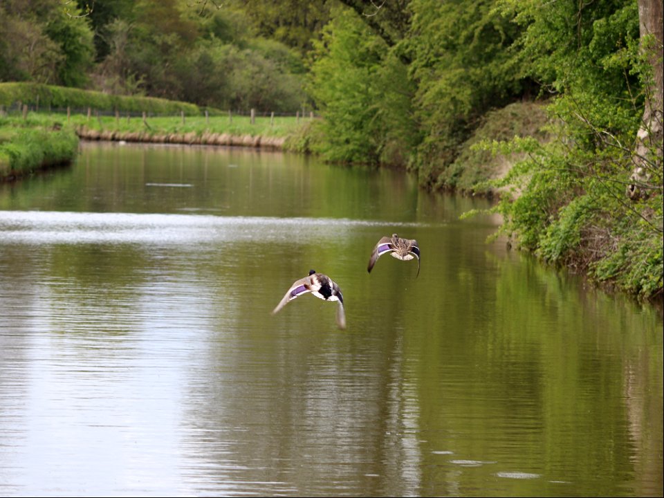 Mallards Take Flight