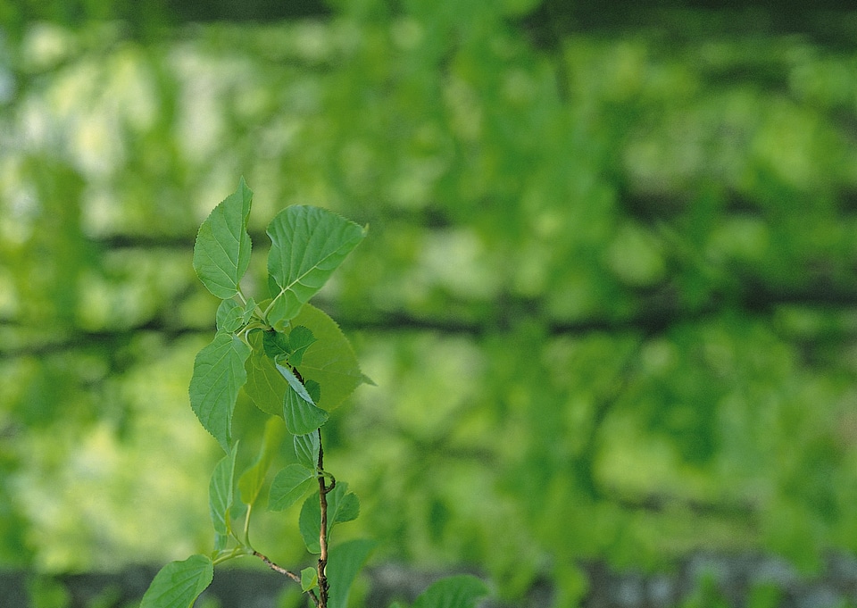 Branch with leaves on greenbackgound