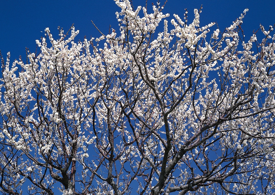 Blossoming tree in spring on blue sky background