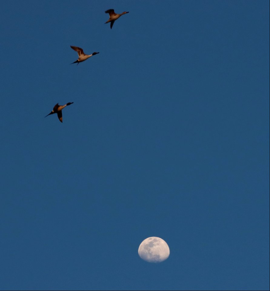 Evening Pintails at Moonrise Huron Wetland Management District