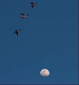 Evening Pintails at Moonrise Huron Wetland Management District photo