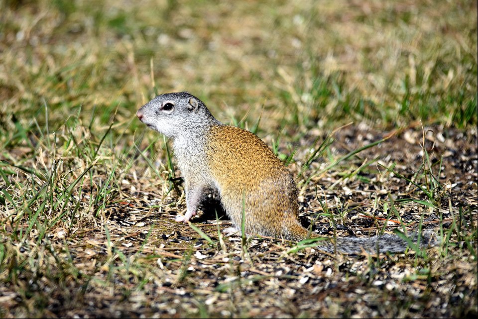 Gopher