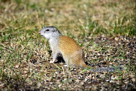 Gopher photo