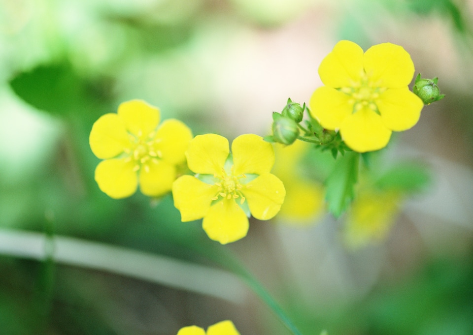 Background with yellow wildflowers of a buttercup on a meadow