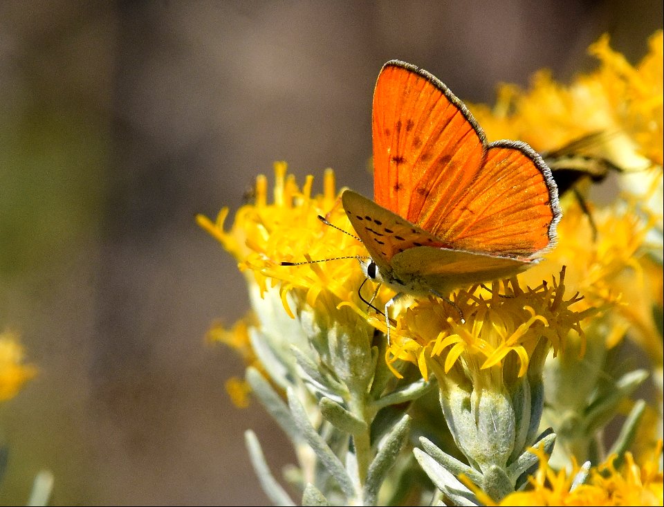 Ruddy Copper Lycaena rubidus at Seedskadee National Wildlife Refuge Wyoming