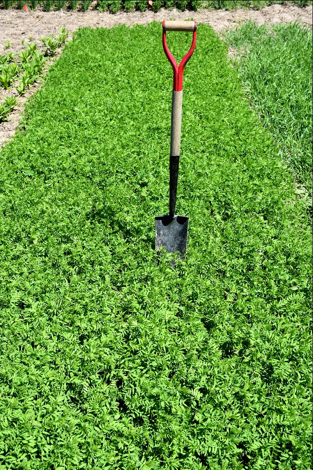 Black Beluga Lentil
