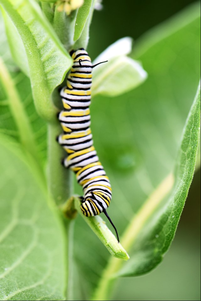 Monarch caterpillar on common milkweed photo