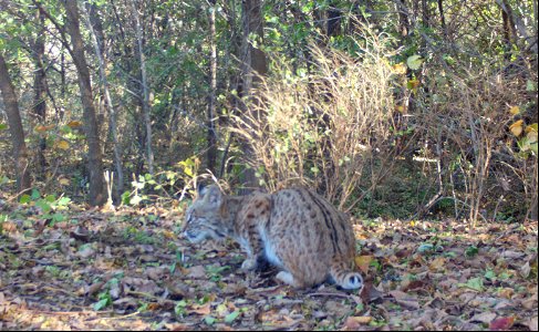 Bobcat Camoflauge