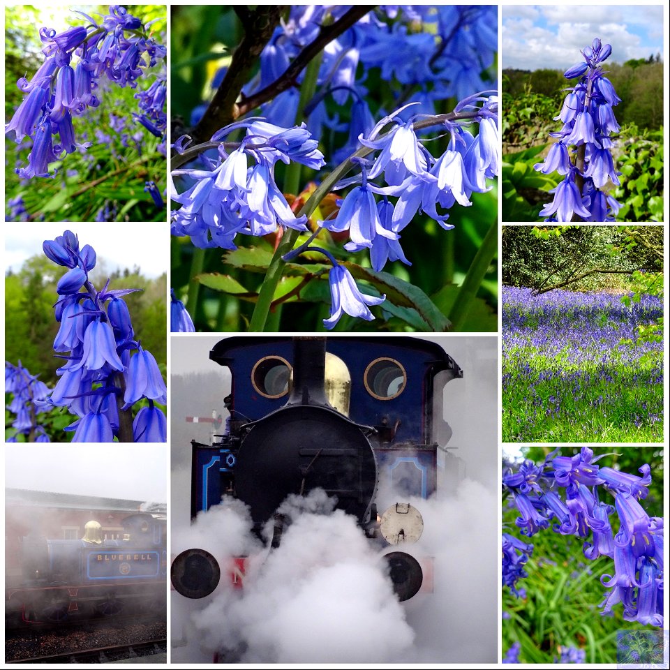 Bluebells