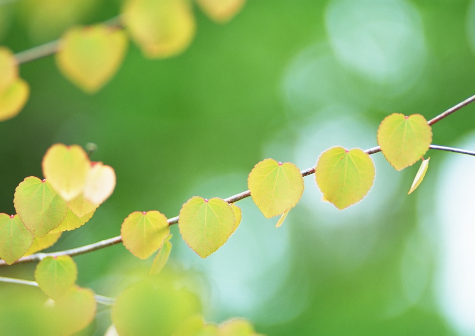 Summer or spring nature concept with green leaves