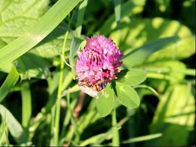 Red Clover photo