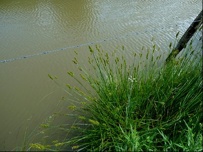 Carex otrubae Podp., 1922