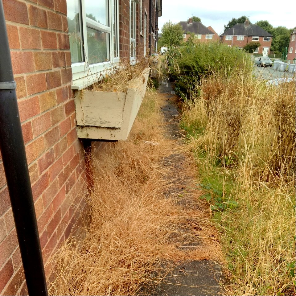 august2018_weeds